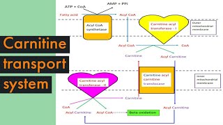 Carnitine transport system in Biochemistry Role of Carnitine in fatty acid oxidation amp significance [upl. by Mackintosh]