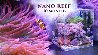 Море 30л все получилось 10 месяцев со старта  Marine aquarium nano reef 10 months after start [upl. by Sladen]