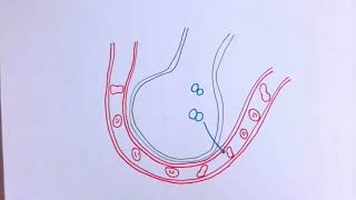 Biology Pictionary  Challenge 1 [upl. by Isabeau]