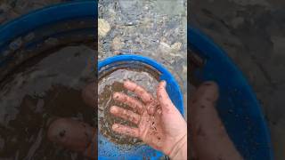 Sampling an old timers pit on my gold claim goldpanning prospecting britishcolumbia mining gold [upl. by Brackett454]