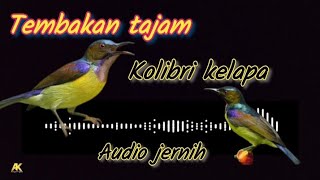 BESETANTEMBAKAN TAJAM KOLIBRI KELAPA‼️AUDIO JERNIH [upl. by Nahtnhoj747]