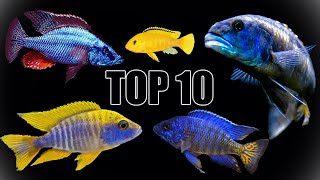 Our Top 10 Favorite African Cichlids [upl. by Selden]