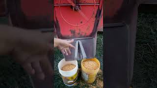 Making Feed at home Corn Soybean meal and Dried Molasses [upl. by Engdahl]