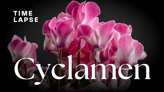 Timelapse Cyclamen Flowers Blooming [upl. by Salomone]