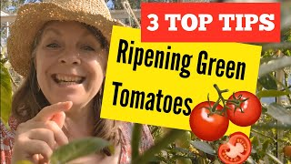 3 TOP Tips for RIPENING Green TOMATOES 🍅 gardening [upl. by Brainard102]