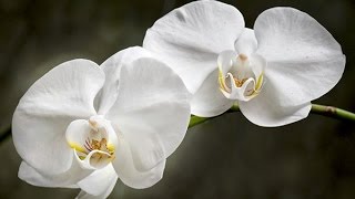 MOTH ORCHIDS  HOW TO GROW AND CARE FOR PHALAENOPSIS [upl. by Ysle584]