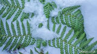 Protecting a tree fern for winter [upl. by Anohs]