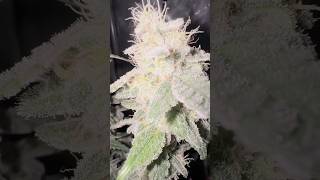 FRUIT CAKE — SEEDSTOCKERS livingsoil natural naturesmedicine weeding [upl. by Isador976]