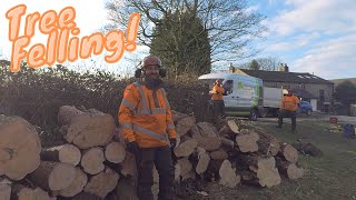 Felling Conifer Trees UK Tree Surgery [upl. by Tserof986]