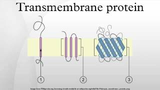 Transmembrane protein [upl. by Ait]