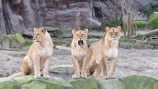 ZOO Antwerpen African lionsAfrikaanse leeuwen  January 29 2024 [upl. by Doersten]