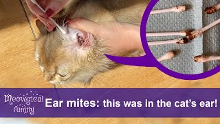 How to Treat and Clean Ear Mites in 2 Easy Steps 🤯 Look What Was in the Cats Ears [upl. by Ellie]