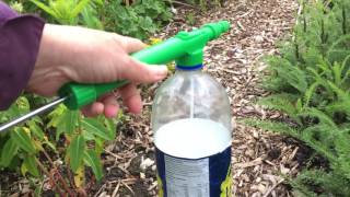 Aphid killing spray with Dr Bronners Castile Soap [upl. by Laamaj]