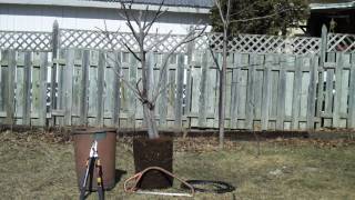 How to separate two root bound fig trees [upl. by Enilkcaj]