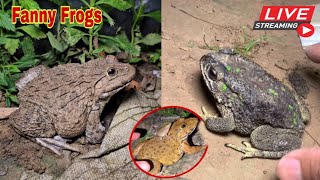 🐸Boing boing catching froggy funny  wep wep catch frogs make you laugh fannyvideo frog shorts p3 [upl. by Pat]