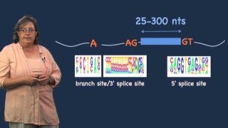 Core splicing machinery and sequences  Melissa Moore U MassHHMI [upl. by Giltzow]