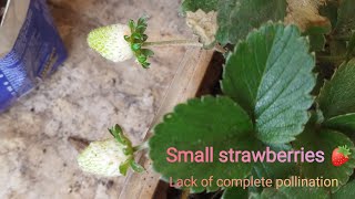 Many small strawberries to my 5 strawberry plants [upl. by Atiek]