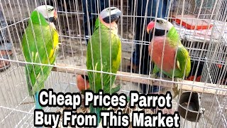 Buy Parrots Very Cheap Price  Tongi Bird Market [upl. by Macfarlane]