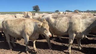 Gilgal Grazing Charolais Cows and Calves [upl. by Ihc]