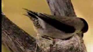 How birds camouflage their nests  David Attenborough  BBC wildlife [upl. by Akihc328]