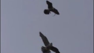 PEREGRINE FALCON Live Food Drop  a MERLIN  Bird ID Help  Falco peregrinus [upl. by Aerahs]