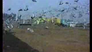 Pigeon racing clips [upl. by Iden]