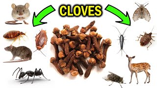 How To Get Rid of Pests with Cloves amp Clove oil  ANTS FLIES MICE SILVERFISH BEDBUGS MOTHS etc [upl. by Ehlke]