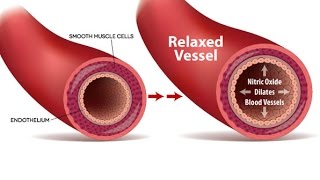 Get The Blood Flowing How To Enhance Your Endothelial Nitric Oxide NO [upl. by Baniaz]