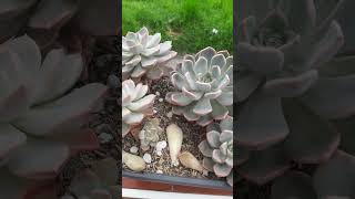 Marpin graptoveria succulents suculentas viralvideo viralshorts trending [upl. by Eralc]