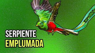 Quetzal  Un Ave que la confunden con una Serpiente Emplumada [upl. by Inamik]