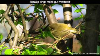 Zilpzalp mit Gesang  Chiffchaff singing 1080p HD [upl. by Datnow142]