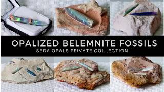 What are Opalized Belemnite Fossils [upl. by Eseenaj]