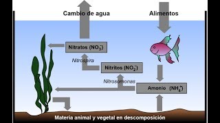 REMOVEDOR DE AMÔNIANITRITO NITRATO  COMO USAR NO SISTEMA [upl. by Martie]