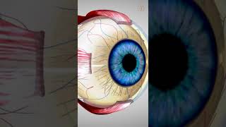 Revitalize Your Vision 3 Superfoods to Restore Clear Eyesight shorts [upl. by Hull]