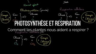 Photosynthèse et respiration  comment les plantes nous aident a respirer [upl. by Garreth]