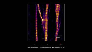 Assembly of Collagen Fibrils on Mica  AFM Video [upl. by Atok]