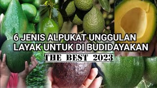 6 JENIS ALPUKAT UNGGULAN DI INDONESIA [upl. by Tews960]