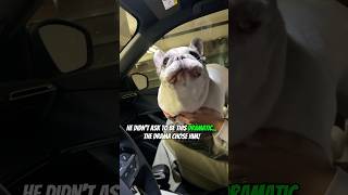 On a scale of 1 to Sunny how dramatic are YOU in the car Let us know 😬 pets funny dog [upl. by Tebazile]