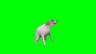 Perro bailando pantalla verdeGreen screen [upl. by Rebe]