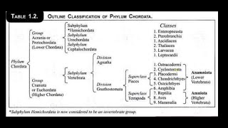 Outline classification of chordates and characters for Msc zoology 3rd semester bsc 2nd year [upl. by Ellingston808]