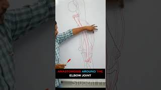 Anastomosis around the elbow joint  full lecture in description anatomy medical mbbs medicine [upl. by Kehoe]