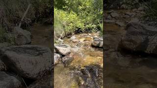 Just a otter in the river 🦦alterhuman theriantropy therian quadrobics otter river ￼ [upl. by Sophia75]