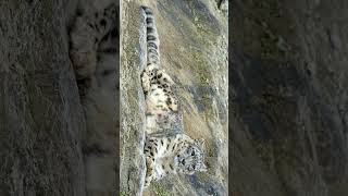 Snow Leopard Panthera uncia in Cat Family Felidae  Observed in Description [upl. by Hough]