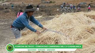 CUSTUMBRES CP DE CASABLANCA QUICHES SIHUAS ANCASH Cosecha de Trigo [upl. by Boote995]