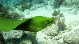 Huge Moray Eel Swimming in the Open [upl. by Haniraz]