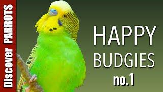 Happy Budgies 1  Budgerigar Sounds to Play for Your Parakeets  Discover PARROTS [upl. by Nosreip]