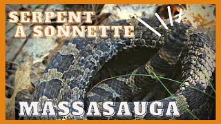 Le massasauga serpent à sonnette  Massasauga Rattlesnake [upl. by Oloapnaig384]