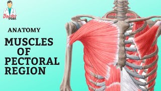 Anatomy  Muscles of Pectoral Region  A Quick Overview [upl. by Isus]