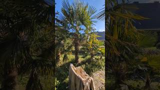 Palmengarten an der Ostsee [upl. by Subir]