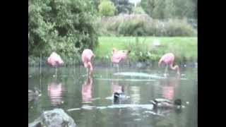 Flamingos im Kurpark von Bad Wildungen Reinhardshausen [upl. by Odel326]